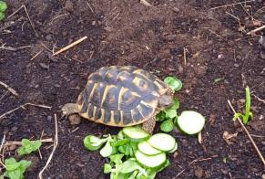 Vermisstmeldung Schildkröte Weiblich Ascain Frankreich