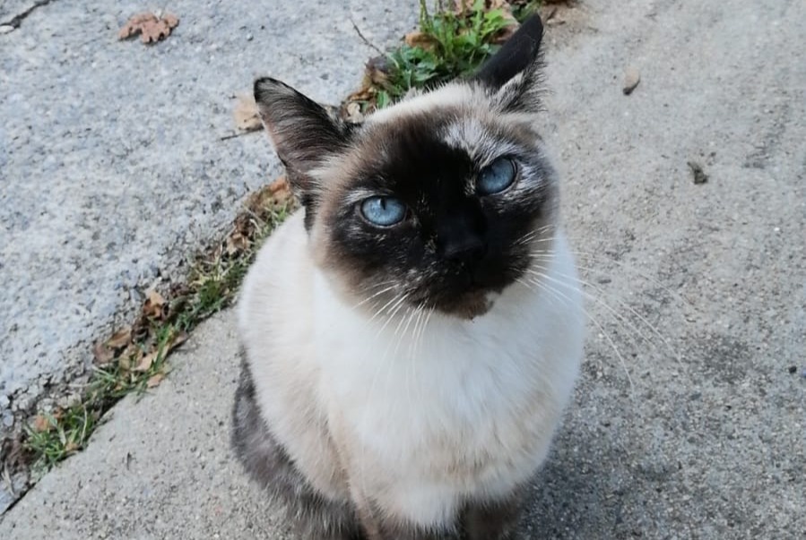 Vermisstmeldung Katze  Weiblich , 12 jahre Hélette Frankreich