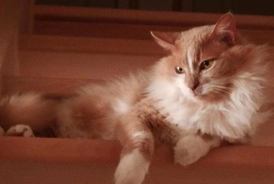 Vermisstmeldung Katze rassenmischung Männliche , 12 jahre Plescop Frankreich