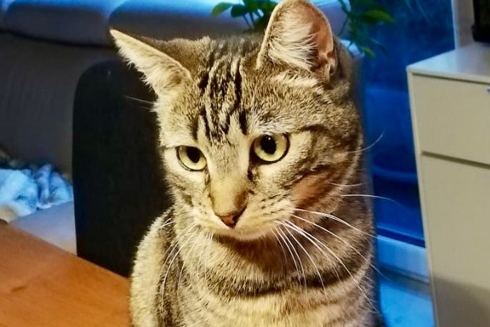 Vermisstmeldung Katze  Weiblich , 1 jahre Cornaux Schweiz