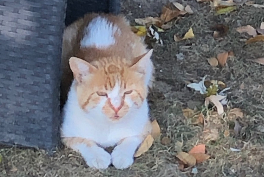 Vermisstmeldung Katze Männliche , 3 jahre Saint-Priest Frankreich