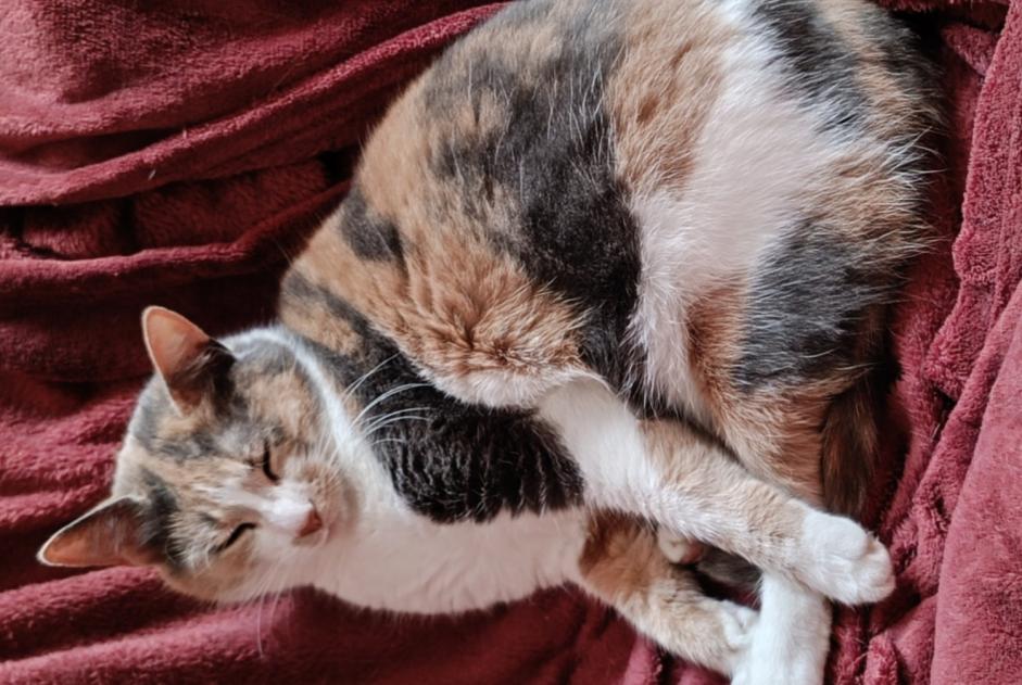 Vermisstmeldung Katze  Weiblich , 3 jahre Vibraye Frankreich