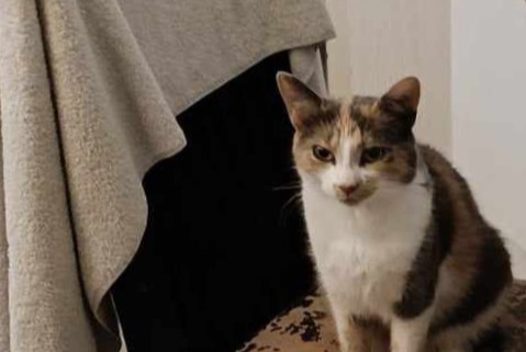 Vermisstmeldung Katze  Weiblich , 3 jahre Vibraye Frankreich