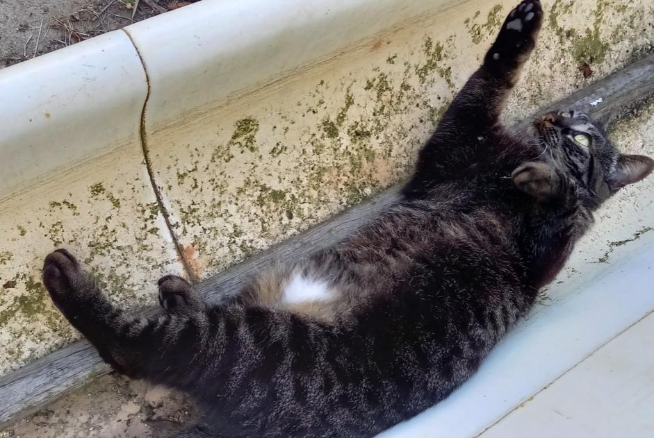 Vermisstmeldung Katze rassenmischung Weiblich , 7 jahre Chasselay Frankreich