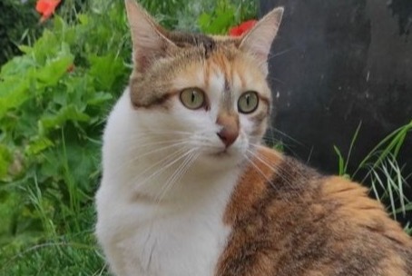 Vermisstmeldung Katze  Weiblich , 3 jahre Nonette-Orsonnette Frankreich