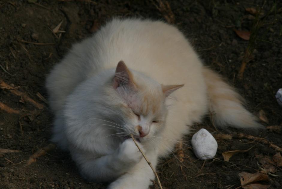 Vermisstmeldung Katze  Männliche , 7 jahre Nantes Frankreich