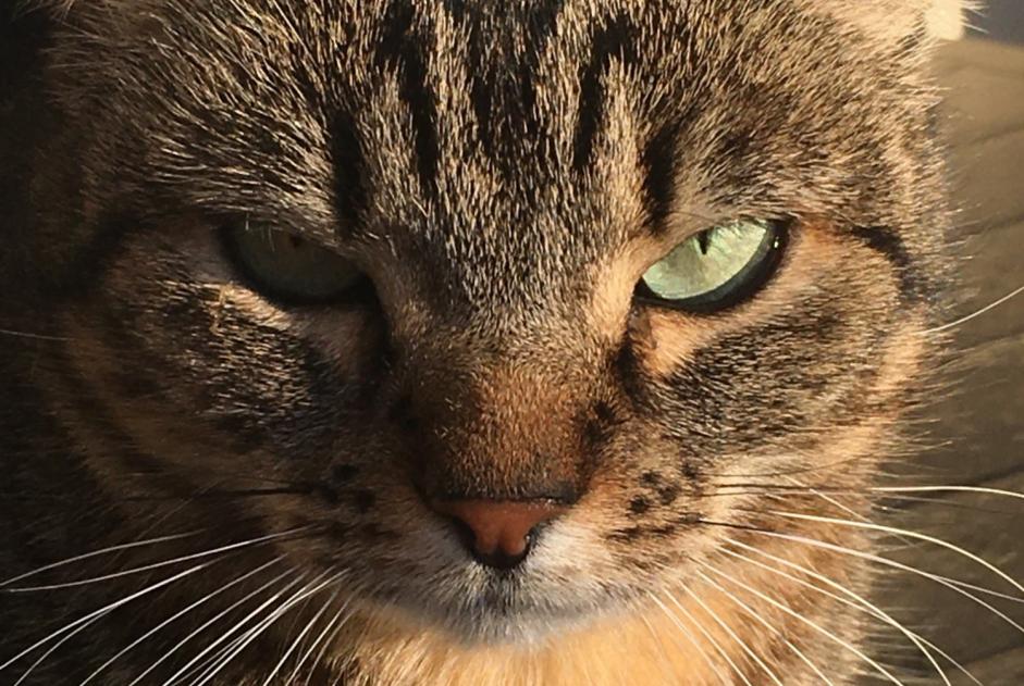 Vermisstmeldung Katze  Weiblich , 5 jahre Rivières Frankreich