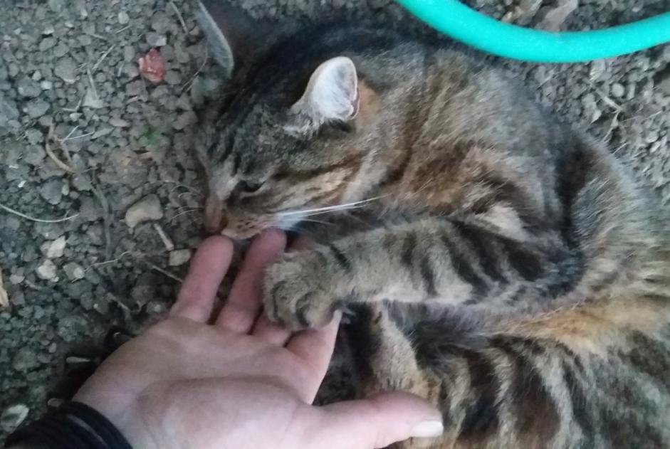 Vermisstmeldung Katze Männliche , 8 jahre Talon Frankreich