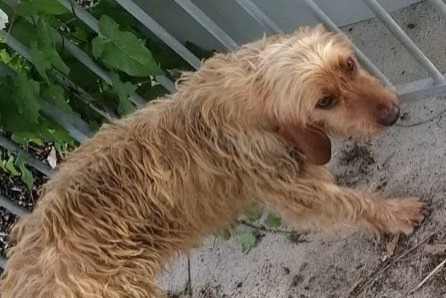 Fundmeldung Hund  Weiblich Saint-Sauveur-Villages Frankreich