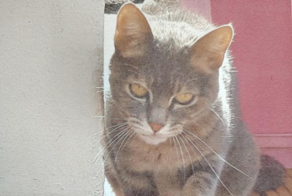 Vermisstmeldung Katze Weiblich , 15 jahre Le Fenouiller Frankreich