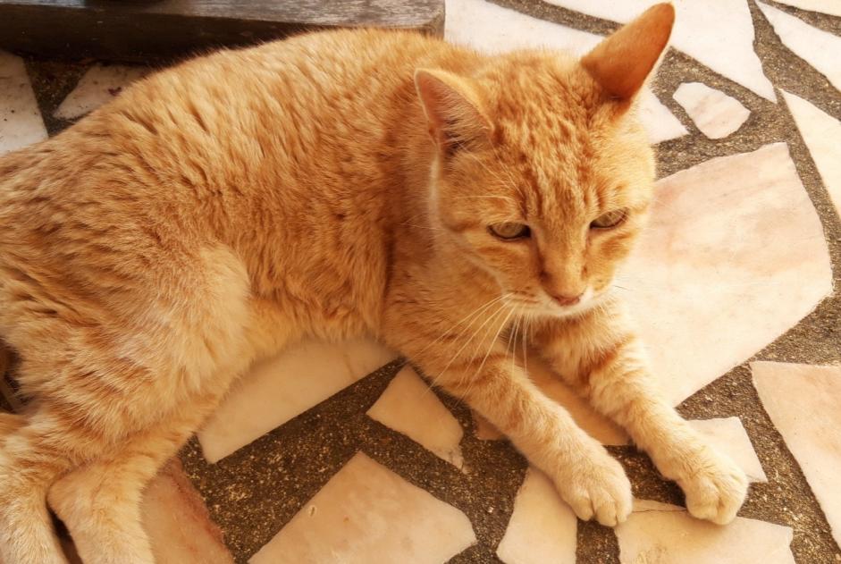 Vermisstmeldung Katze  Männliche , 15 jahre Yvré-l'Évêque Frankreich