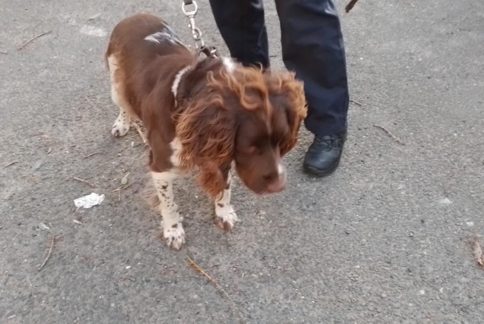 Fundmeldung Hund  Weiblich Saint-Martin-en-Haut Frankreich