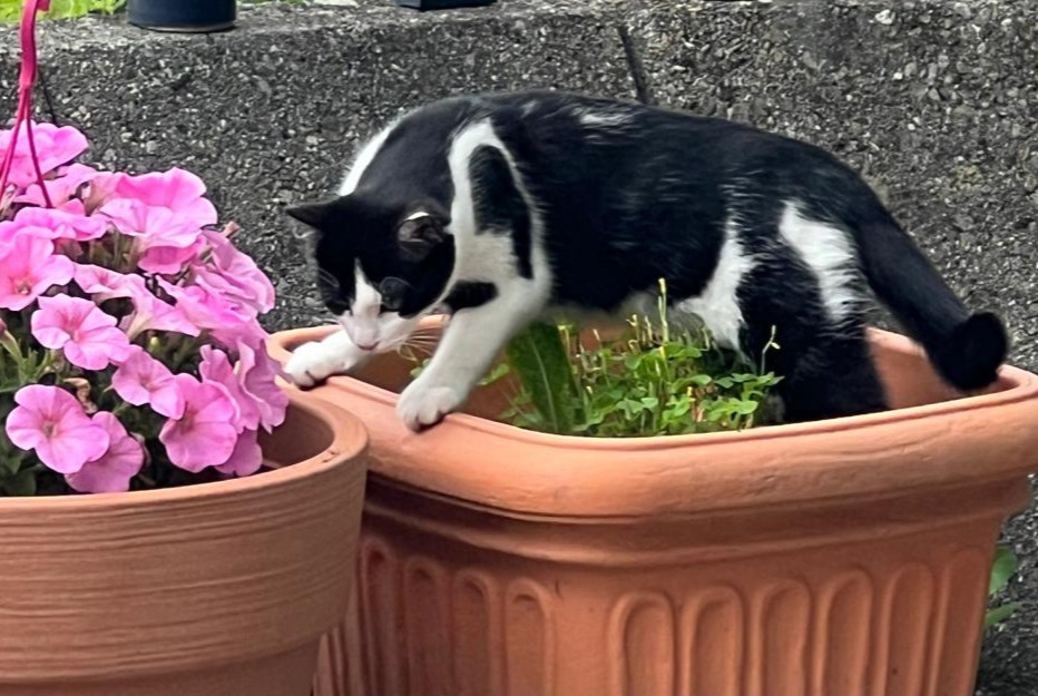 Vermisstmeldung Katze  Weiblich , 1 jahre Bex Schweiz