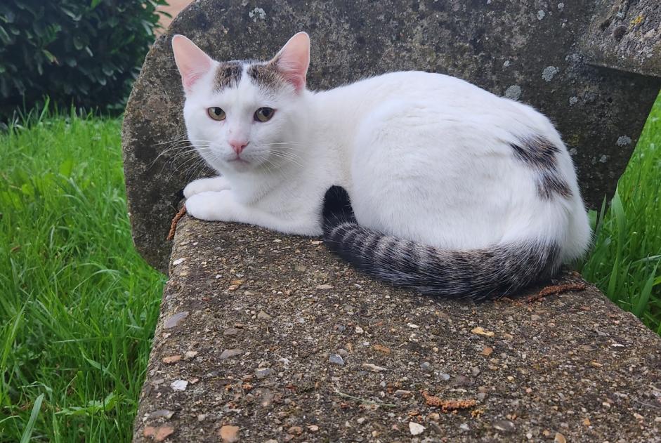 Vermisstmeldung Katze Männliche , 2 jahre La Chapelle-en-Vexin Frankreich