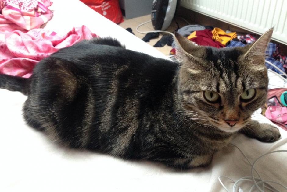 Disappearance alert Cat  Male , 8 years Lyon 2e Arrondissement France