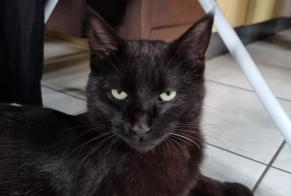 Disappearance alert Cat  Male , 3 years Grono Switzerland