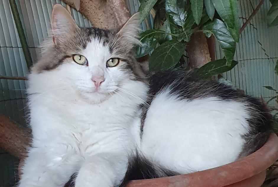 Disappearance alert Cat Male , 2 years Mouriès France