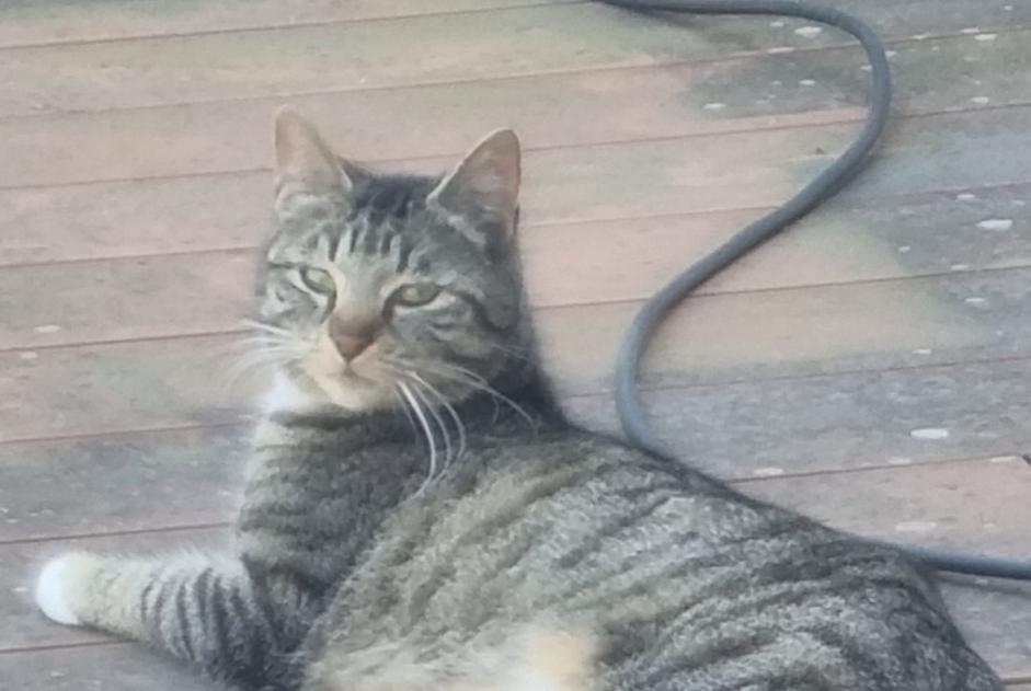 Disappearance alert Cat miscegenation Female , 2 years Pontfaverger-Moronvilliers France