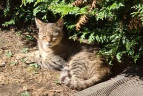 Discovery alert Cat Female Bondy France