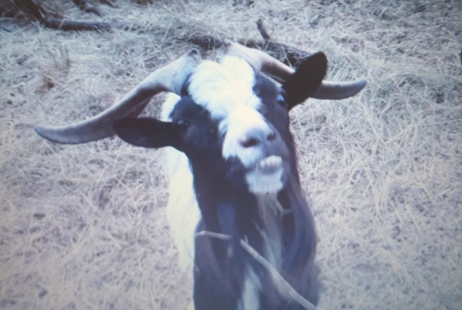 Disappearance alert Goat Male , 2024 years Chaillé-les-Marais France