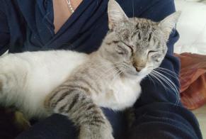 Disappearance alert Cat miscegenation Male , 3 years Bernay France