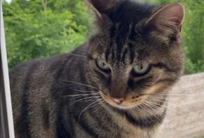 Disappearance alert Cat  Male , 4 years Châteauneuf-sur-Loire France