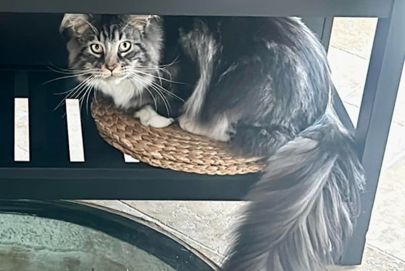 Disappearance alert Cat  Male , 1 years Alixan France