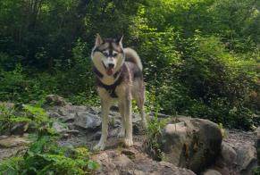 Disappearance alert Dog  Female , 5 years Les Deserts France