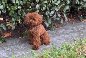 Discovery alert Dog  Female , 2 years Lugano Switzerland