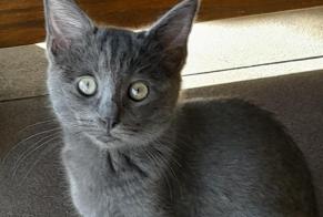 Disappearance alert Cat miscegenation Female , 1 years Bottens Switzerland