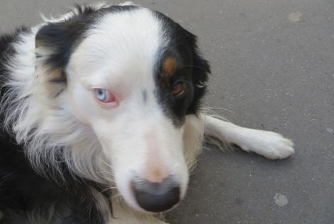 Alerta de Desaparición Perro  Macho , 11 años Paris Francia