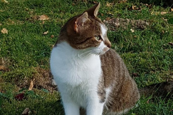 Alerta de Desaparición Gato Hembra , 11 años Saint-Genis-Laval Francia