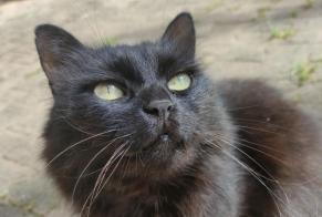 Alerta de Desaparición Gato Hembra , 10 años Crolles Francia