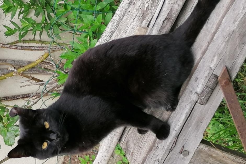 Alerta de Desaparición Gato  Hembra , 6 años Merri Francia