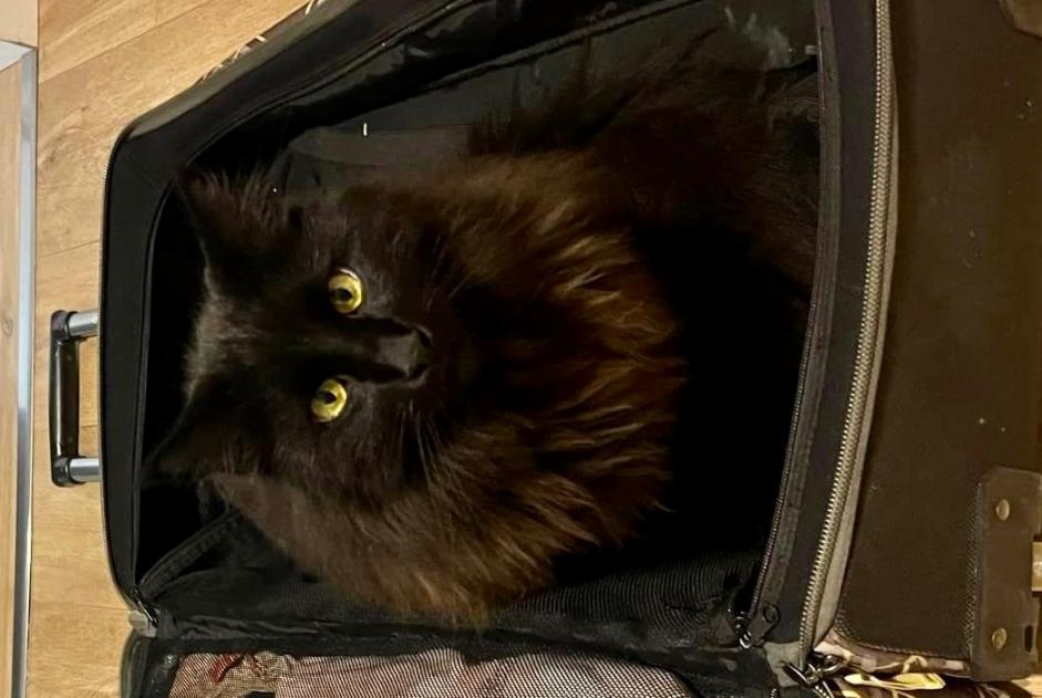 Alerta de Desaparición Gato cruce Macho , 3 años Saubion Francia