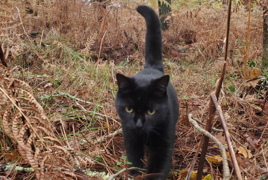 Alerta de Desaparición Gato  Macho , 6 años Morlaas Francia