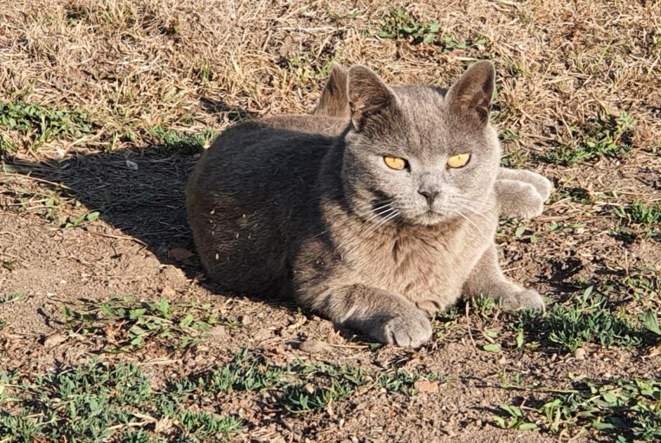 Alerta de Desaparición Gato  Macho , 10 años Saint-Viâtre Francia