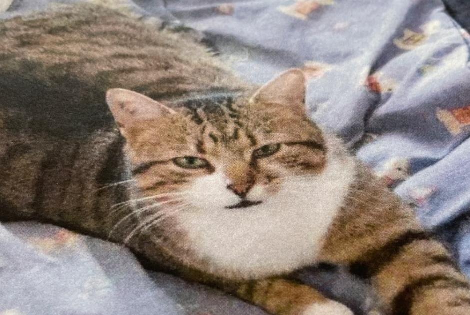 Alerta de Desaparición Gato Macho , 4 años Saint-Cézaire-sur-Siagne Francia