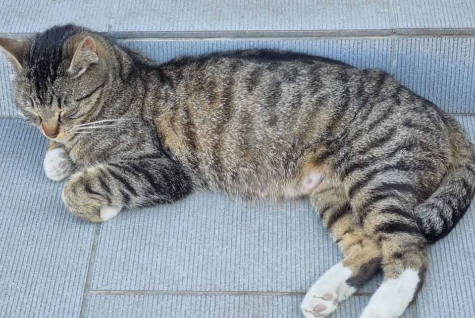 Alerta de Desaparición Gato cruce Hembra , 2 años Pontfaverger-Moronvilliers Francia