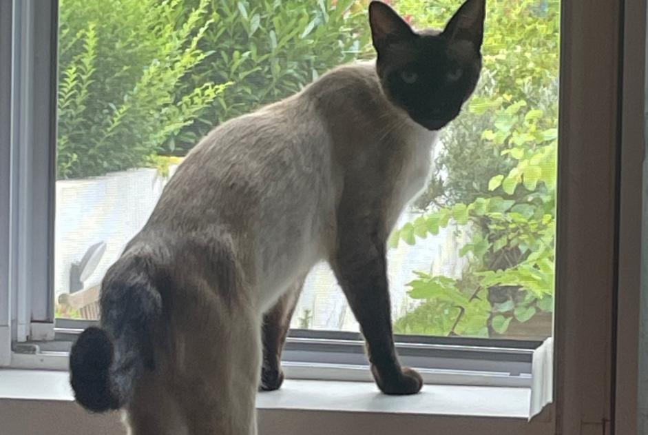 Alerta de Desaparición Gato  Macho , 2 años Villefranque Francia