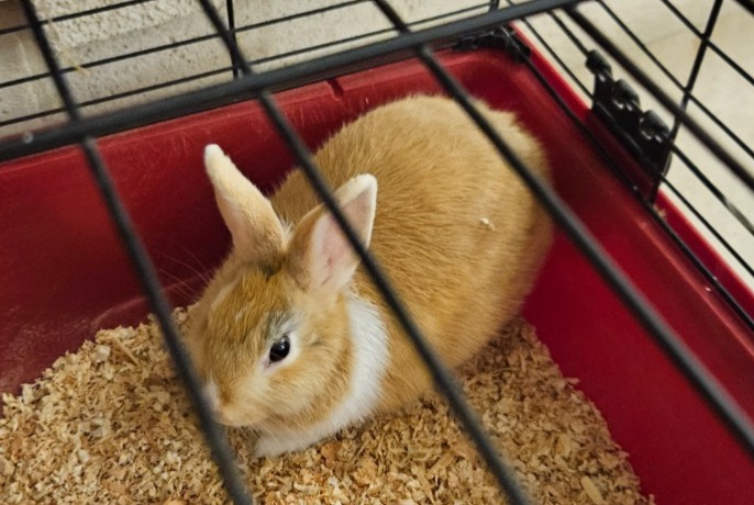 Alerta de Hallazgo Conejo Desconocido Saint-Michel Francia