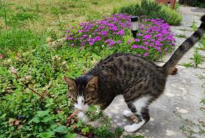 Alerta de Hallazgo Gato cruce Hembra Desnes Francia