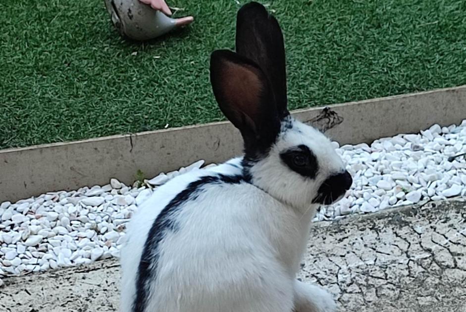 Alerta de Hallazgo Conejo Desconocido Cestas Francia