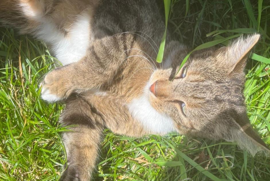 Alerta de Desaparición Gato Macho , 5 años Pont-Saint-Martin Francia