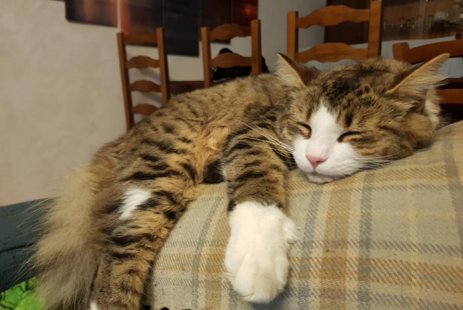 Alerta de Desaparición Gato  Macho , 1 años Hérimoncourt Francia