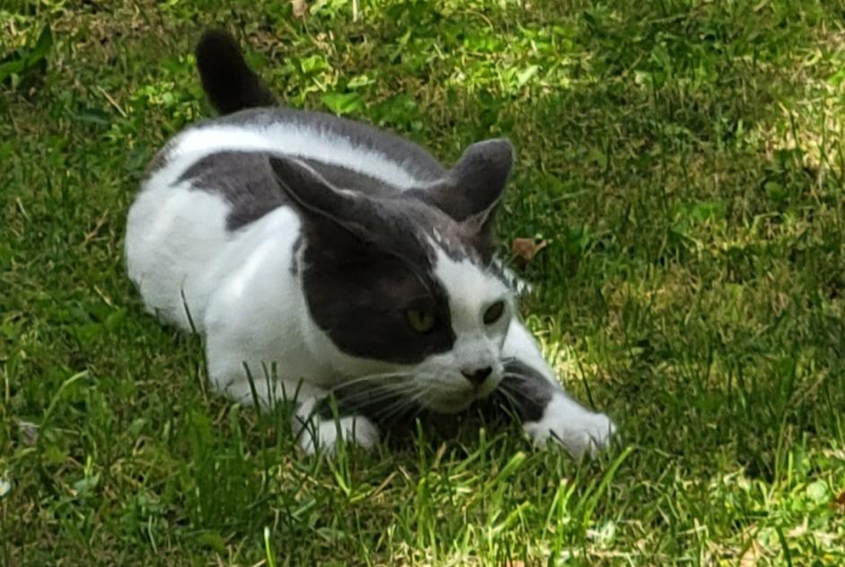 Alerta de Desaparición Gato Macho , 1 años Nantes Francia