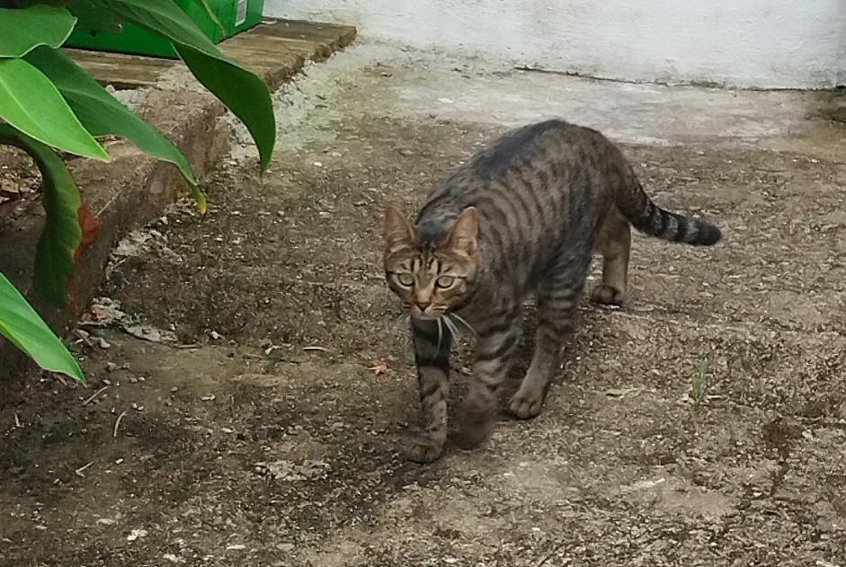 Alerta de Desaparición Gato Hembra , 2 años La Montagne Francia