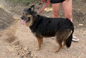 Alerta de Hallazgo Perro Hembra Bonifacio Francia