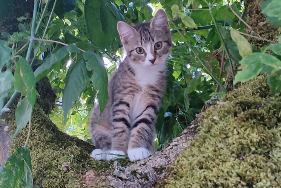 Alerta de Desaparición Gato cruce Hembra , 0 años Pessac Francia