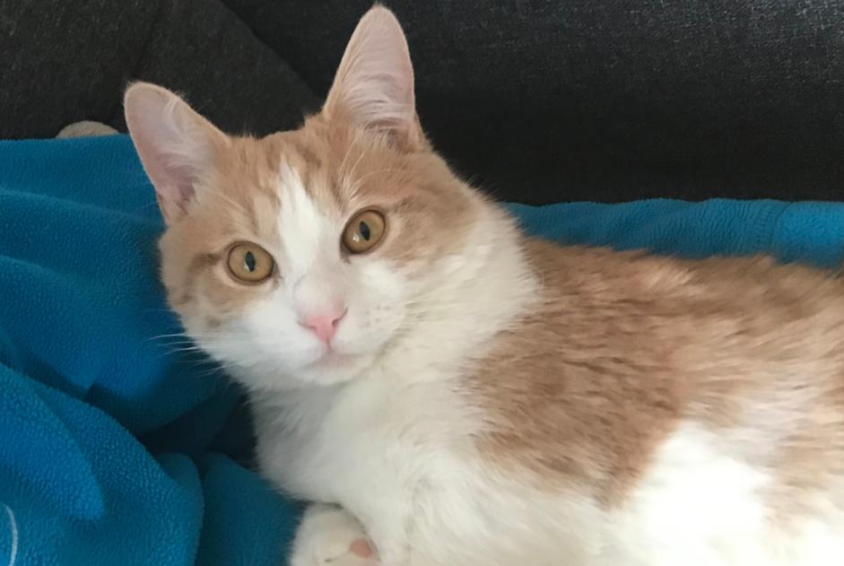 Alerta de Desaparición Gato Macho , 1 años Troistorrents Suiza